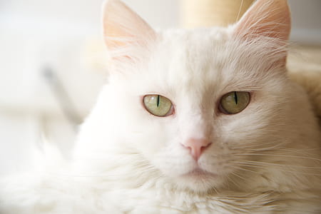 shallow focus photo of white cat thumbnail
