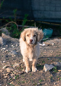 yellow puppy standing on brown sand thumbnail