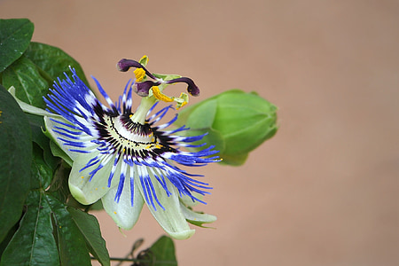 close-up photo of white and blue passion vine flower thumbnail