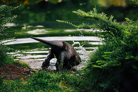 black beaver diving on body of water thumbnail
