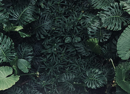 lush of green plants thumbnail