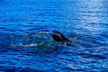 sea, water, ocean, waves thumbnail