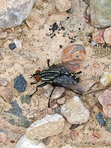 black housefly on beige surface thumbnail