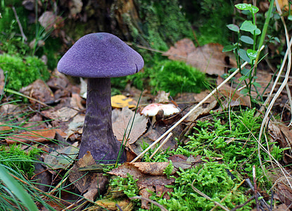 purple mushroom surrounded by plants thumbnail