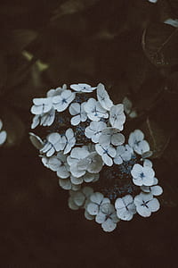 closeup photo of white Ixora flowers thumbnail