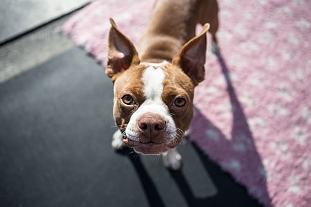 tan and white Boston terrier closeup photography thumbnail