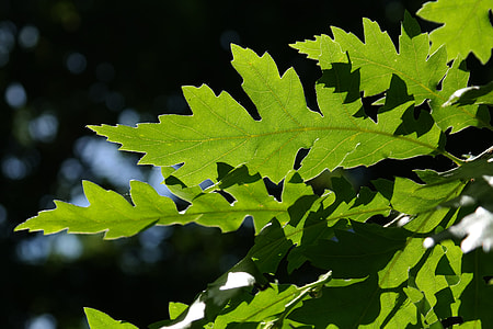green leaf in shallow photo thumbnail
