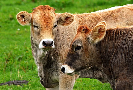 two brow cows standing on green grass thumbnail