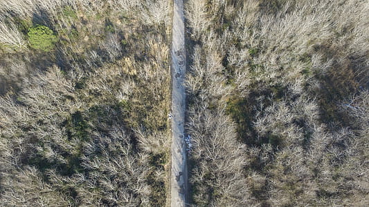 aerial photo of gray concrete pavement surrounded by bare tree at daytime thumbnail