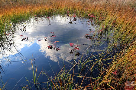 pink flowers on body of water thumbnail