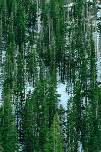 aerial photography of green forest trees thumbnail
