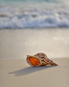selective photography of seashell thumbnail