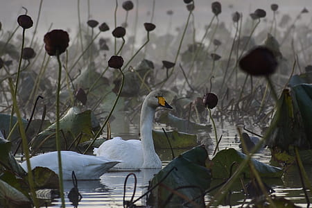white swan on water thumbnail