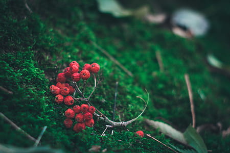 red berries thumbnail