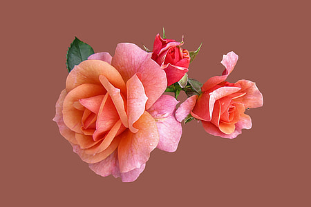 selective focus photography of pink rose flowers thumbnail