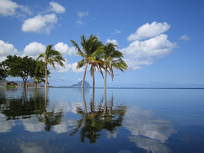 coconut trees on body of water during daytime thumbnail