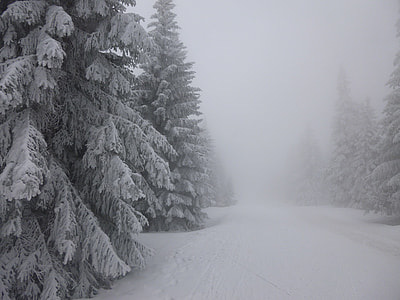trees coated with snow in grayscaled photo thumbnail