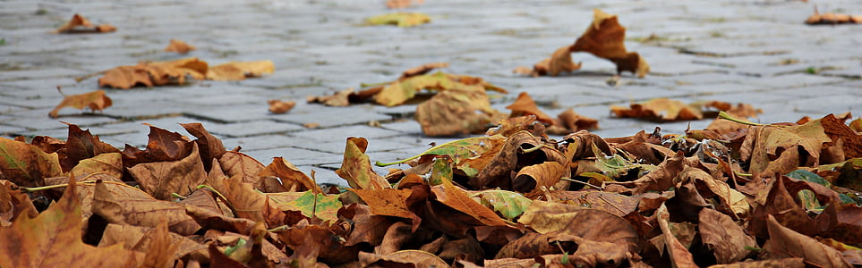 closeup photography of dried leafs near body of water thumbnail