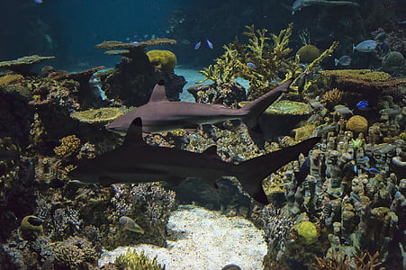 two black-tip sharks underwater photo thumbnail