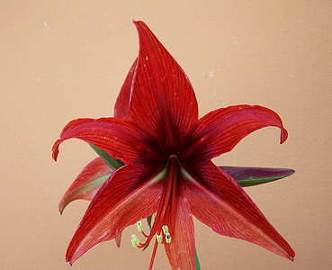 Amaryllis, Cone Inflorescence thumbnail
