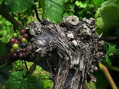 close up photo of round green and red fruit thumbnail