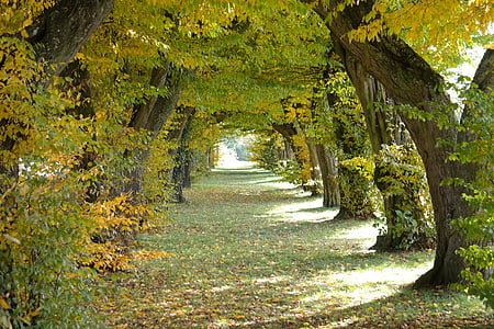 green leafed trees during daytime thumbnail