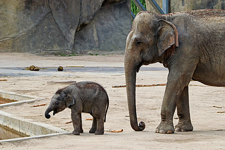 gray elephant with calf thumbnail
