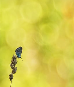 selective focus photography of blue butterfly on brown leaf thumbnail