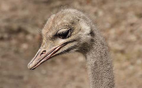 portrait photo of ostrich bird thumbnail