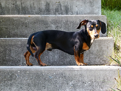 black dachshund on concrete staircase thumbnail