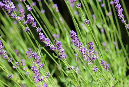 macro shot of purple flowers thumbnail