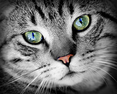 silver kitten thumbnail
