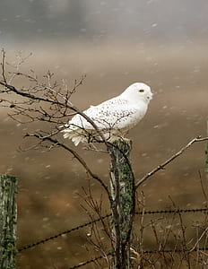 white owl on gray truck tree thumbnail