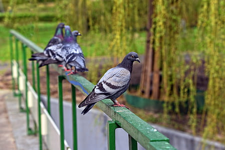 four gray pigeons on green bridge rail thumbnail