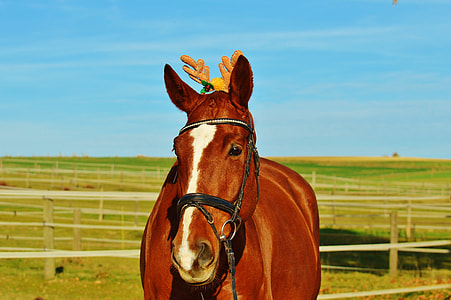 close up photo of brown and white horse thumbnail
