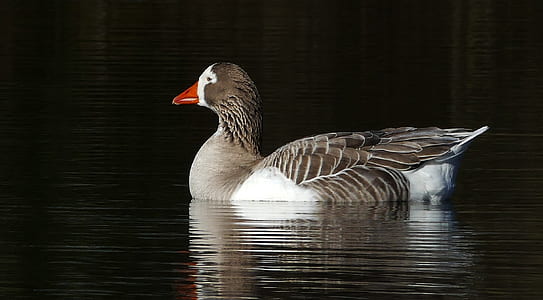gray and white duck on body of water thumbnail