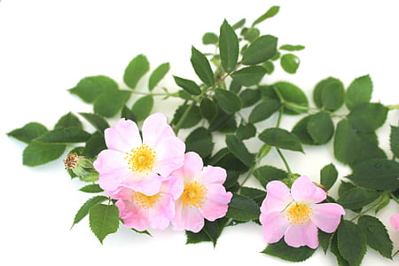 pink petaled flowers on white surface thumbnail