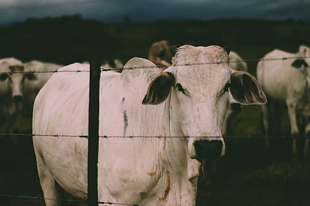 white cow inside barbwire thumbnail