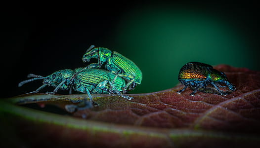 Three Assorted-color Beetles thumbnail