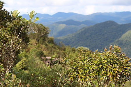 scenery of trees and mountain thumbnail