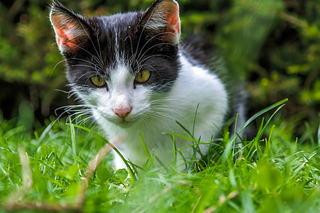 selective focus photo of adult bicolor cat thumbnail