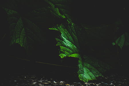 Green Leaf thumbnail