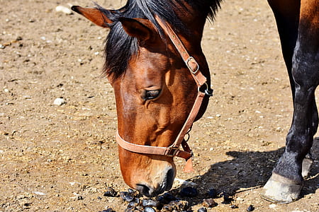 closeup photo of brown horse thumbnail