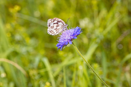 white and black butterfly on purple flower during daytime thumbnail