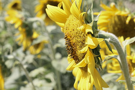 nature, yellow, flower, sunflower thumbnail