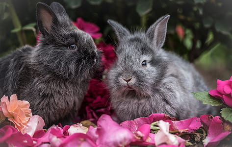 two gray bunnies on red rose petals thumbnail