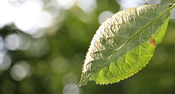 tilt shift lens photography of green leaf during daytime thumbnail
