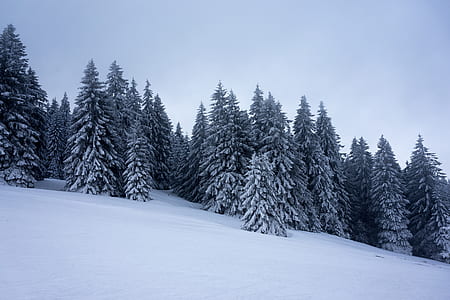 snow-covered trees in snow terrain during daytime thumbnail