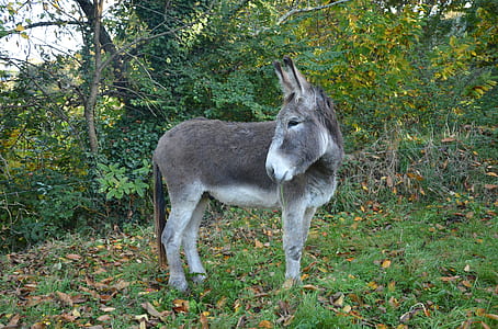 gray donkey standing on grass field thumbnail