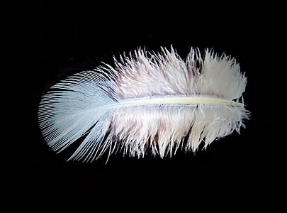 white feather thumbnail